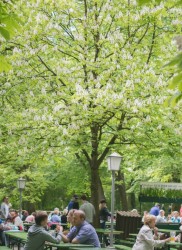 Englischergarten-0538